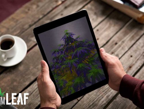 Best Apps For Cannabis Entrepreneurs